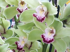 orchidsNL (6)